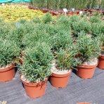 Tuja západná (Thuja occidentalis) ´MR . BOWLING BALL´ - výška 25-30 cm, kont. C3L
